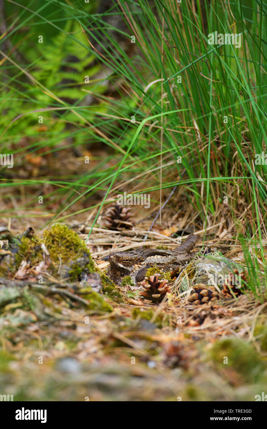 Europäische nightjar (Caprimulgus europaeus), auf dem Boden aufliegt, Niederlande, Drenthe Stockfoto