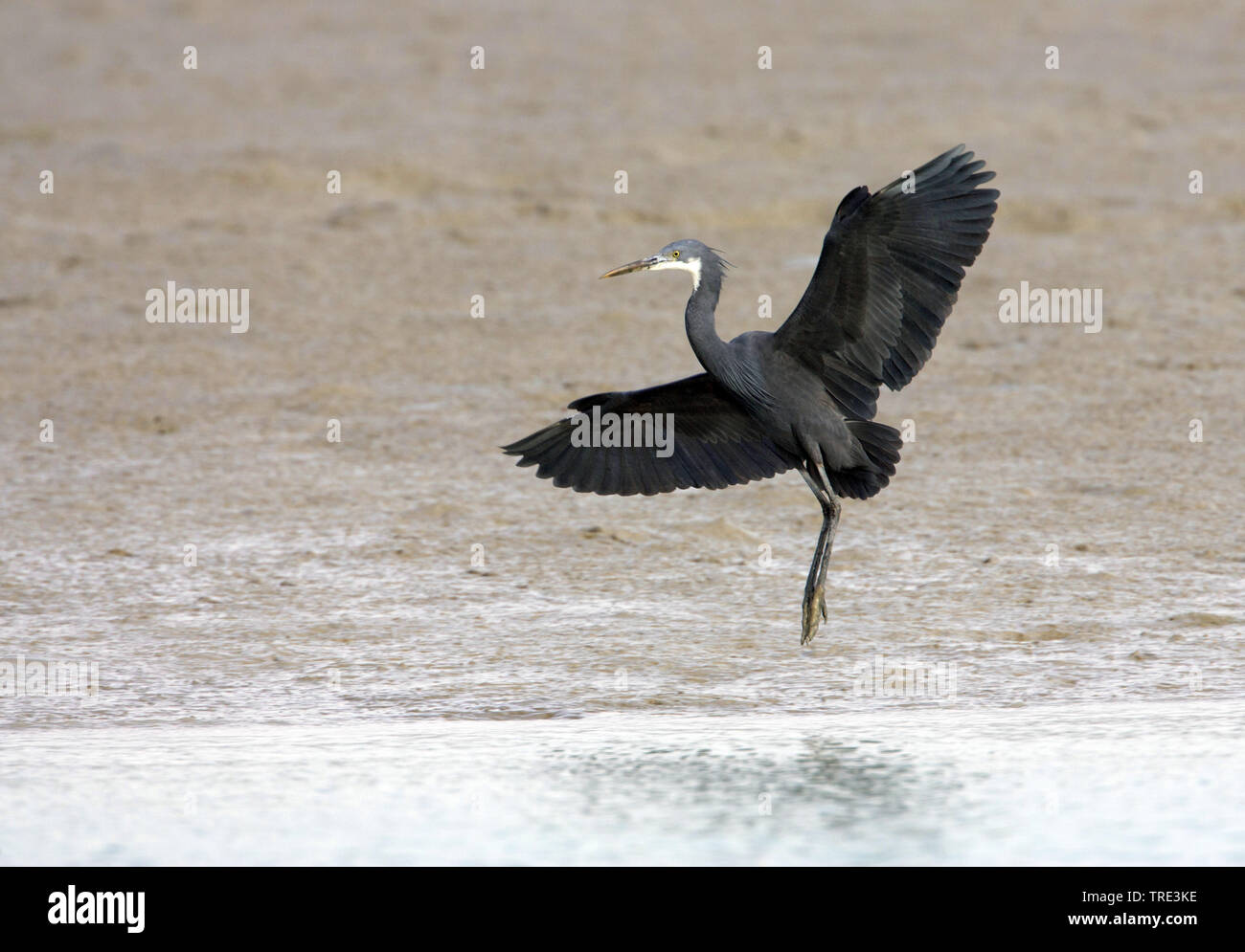 Western Reef Seidenreiher (Egretta gularis), im Flug, dunkle Morph, Iran Stockfoto