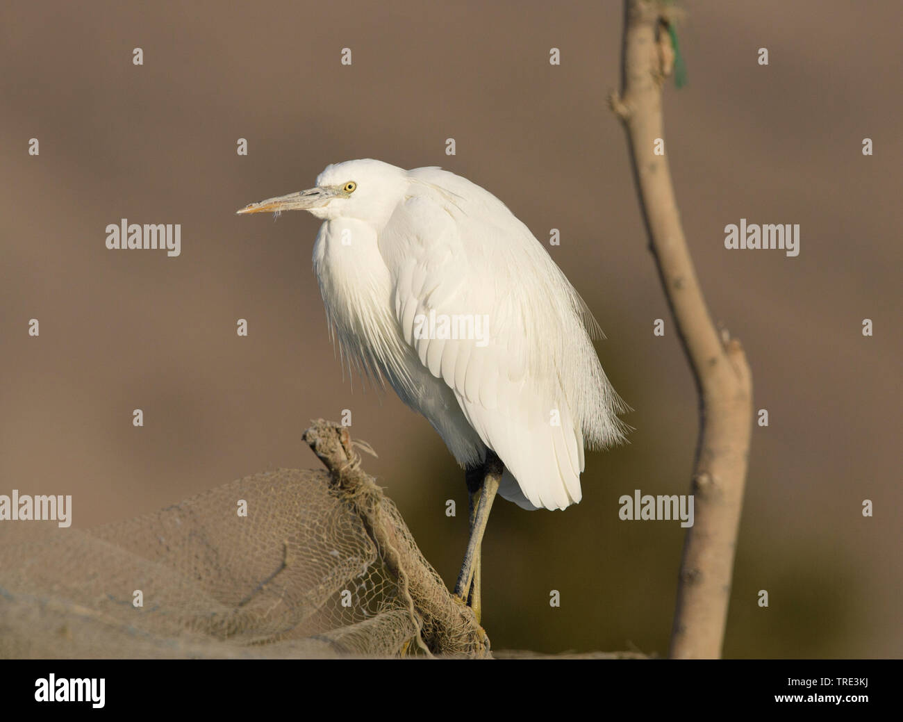 Western Reef Seidenreiher (Egretta gularis), sittinfg auf einem Baum, Iran Stockfoto