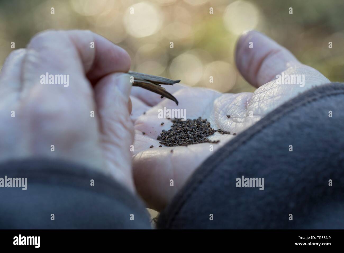 gemeinsamen Nachtkerze (Oenothera Biennis), gesammelten Samen, Deutschland Stockfoto