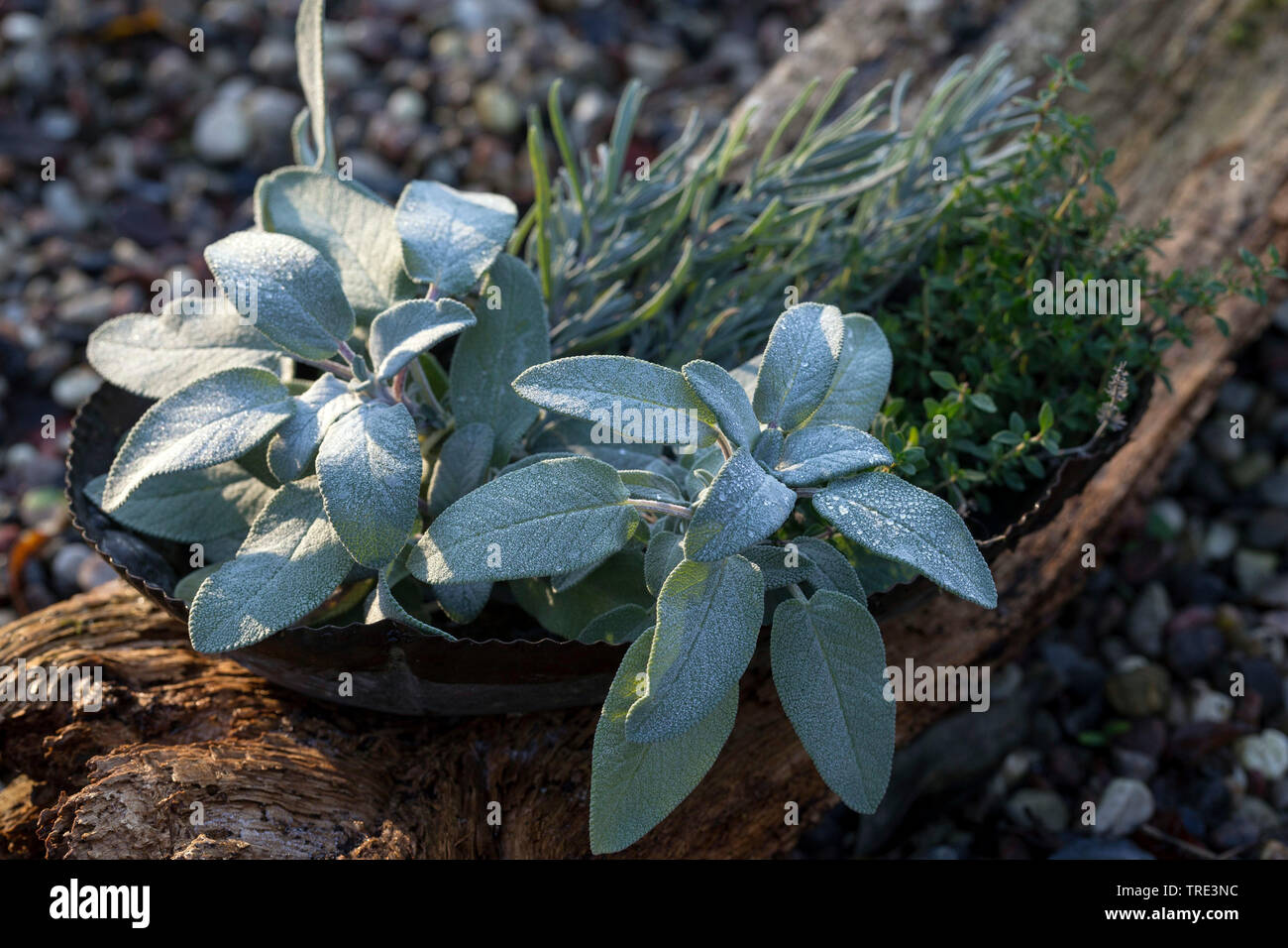 Alter, Lavendel und Thymian für die Heilung, Deutschland Stockfoto