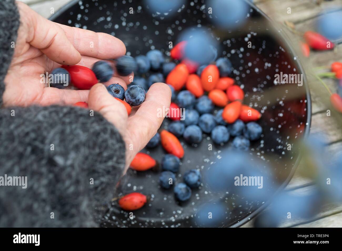 Blackthorn, Schlehe (Prunus spinosa), gesammelte Früchte von blackthorn und Hagebutten für einen Durchschlag, Deutschland Stockfoto