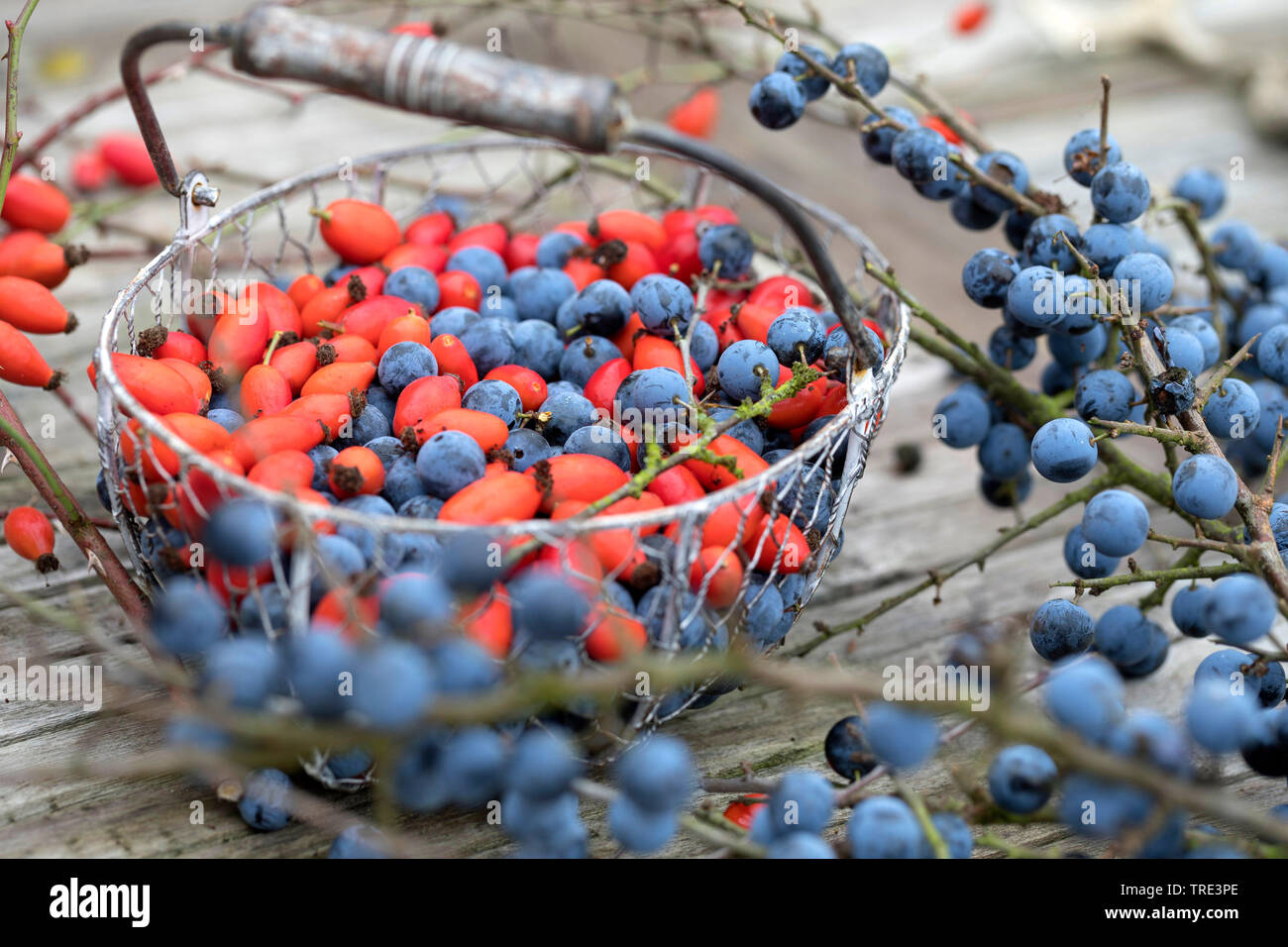 Blackthorn, Schlehe (Prunus spinosa), gesammelte Früchte von blackthorn und Hagebutten in eine Schüssel, Deutschland Stockfoto