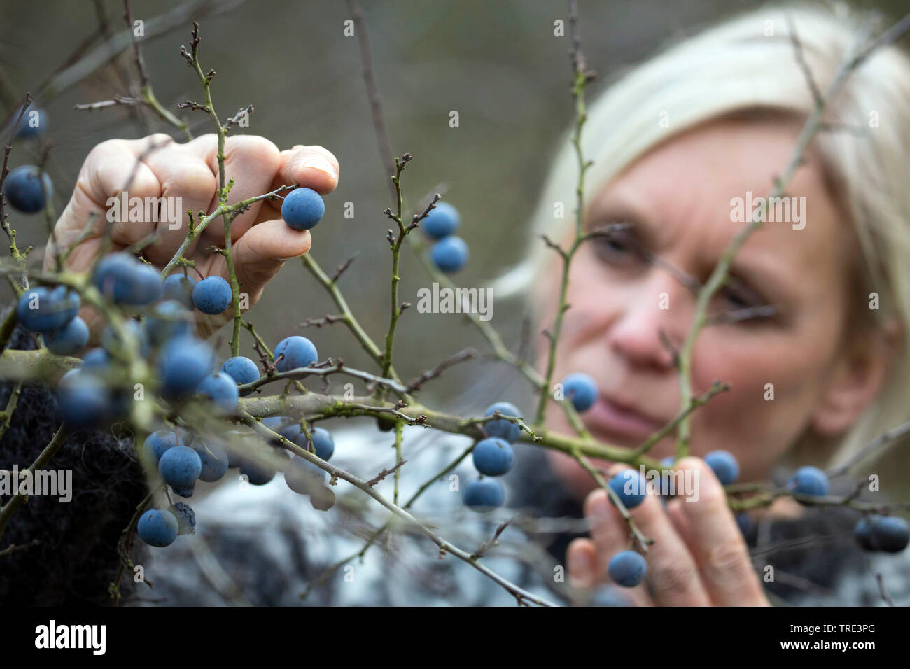 Blackthorn, Schlehe (Prunus spinosa), Frau Sammeln von Früchten von blackthorn, Deutschland Stockfoto