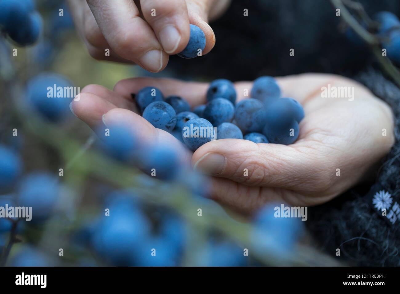 Blackthorn, Schlehe (Prunus spinosa), Frau Sammeln von Früchten von blackthorn, Deutschland Stockfoto