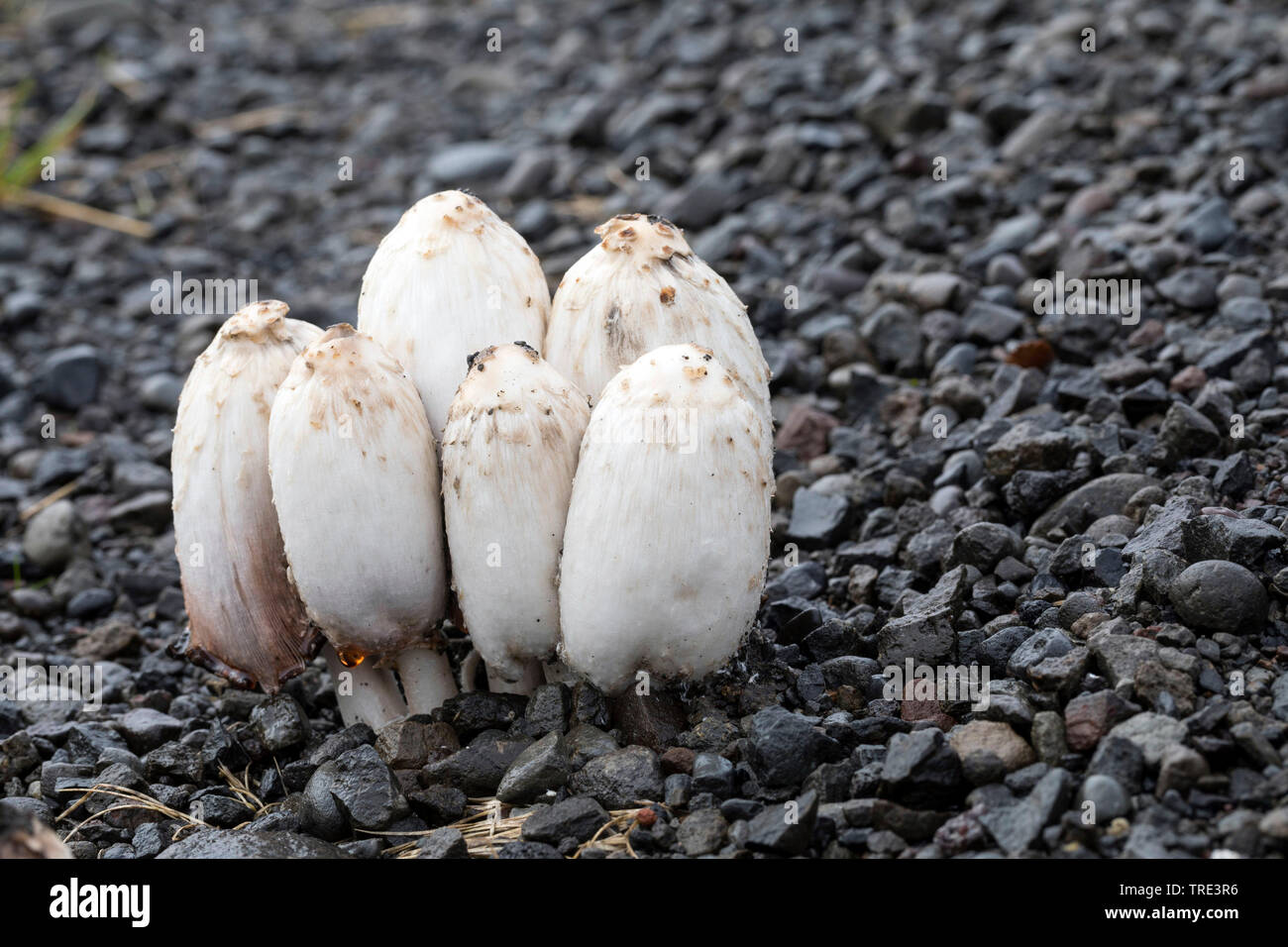 Shaggy ink Kappe, der Anwalt von Perücke, Shaggy Mane (Coprinus comatus, coprinus Ovatus), Bremsen durch Asphalt, Island Stockfoto
