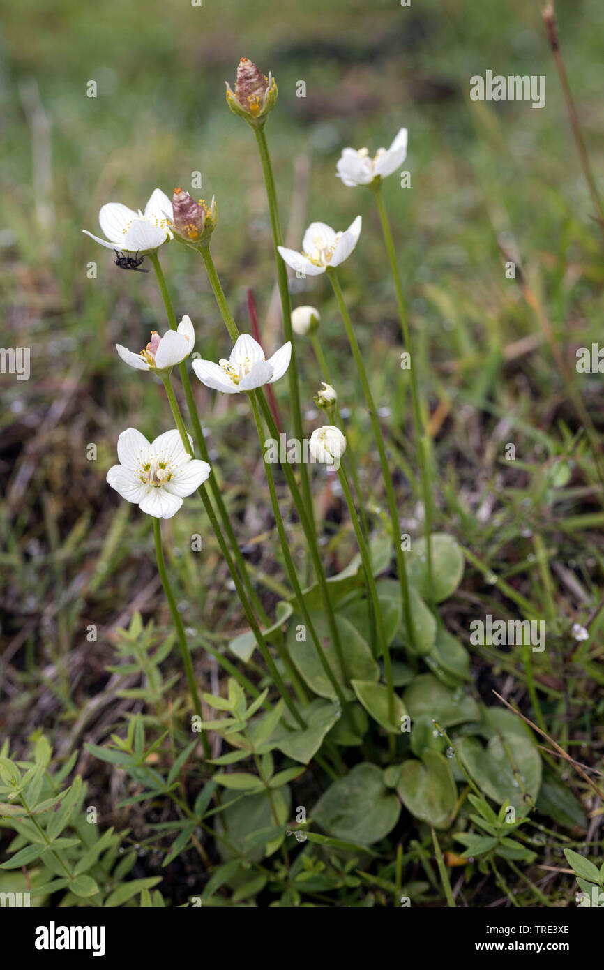 Marsh grass of Parnassus (Parnassia palustris), blühende, Island Stockfoto