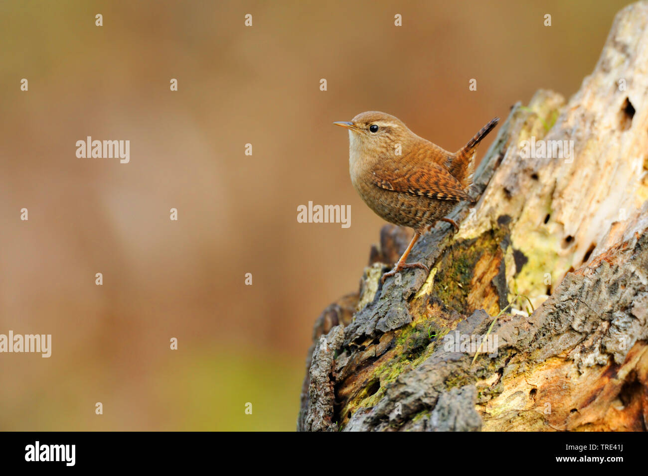 Winter-Zaunkönig (Troglodytes Troglodytes), sitzen auf einem Baumstamm, Deutschland, Nordrhein-Westfalen Stockfoto