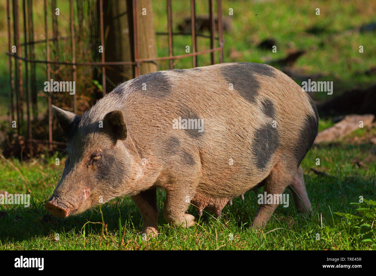 Vietnamese pot bellied Schwein (Sus scrofa f. domestica), auf einer Wiese, Deutschland Stockfoto