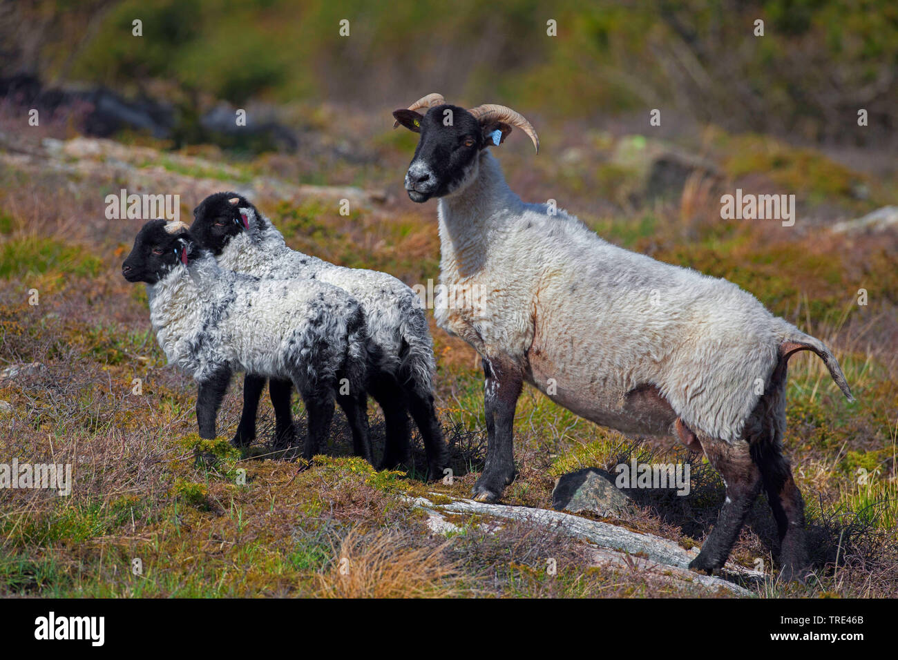 Norfolk Horn, Blackface Norfolk Gehörnten, Norfolk Gehörnten, Alte Norfolk, Norfolk Gehörnten (Ovis ammon f. aries), Lämmer, Vereinigtes Königreich, England Stockfoto