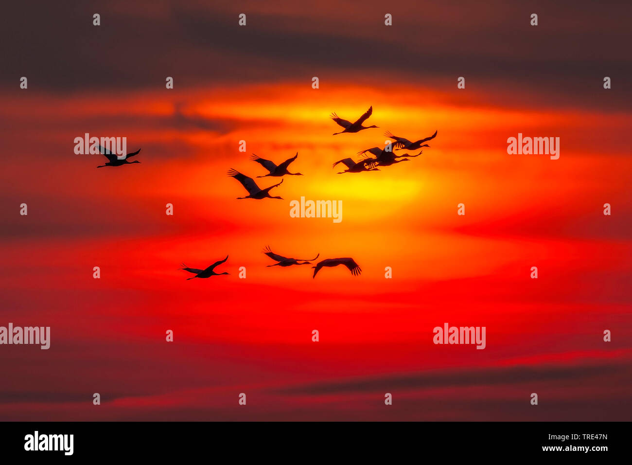 Kranich, Eurasische Kranich (Grus Grus), Fliegende Gruppe bei Sonnenuntergang, Deutschland, Mecklenburg-Vorpommern Stockfoto