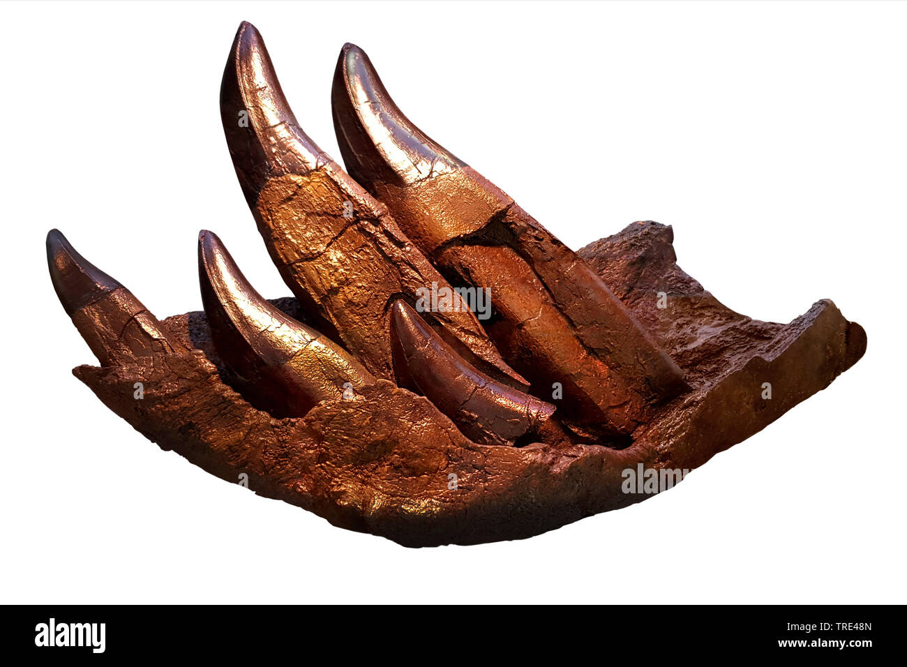 Tyrannosaurus rex, T.rex, Tyrannosaurus Rex (T-Rex), Mandibulares eines T-Rex Stockfoto