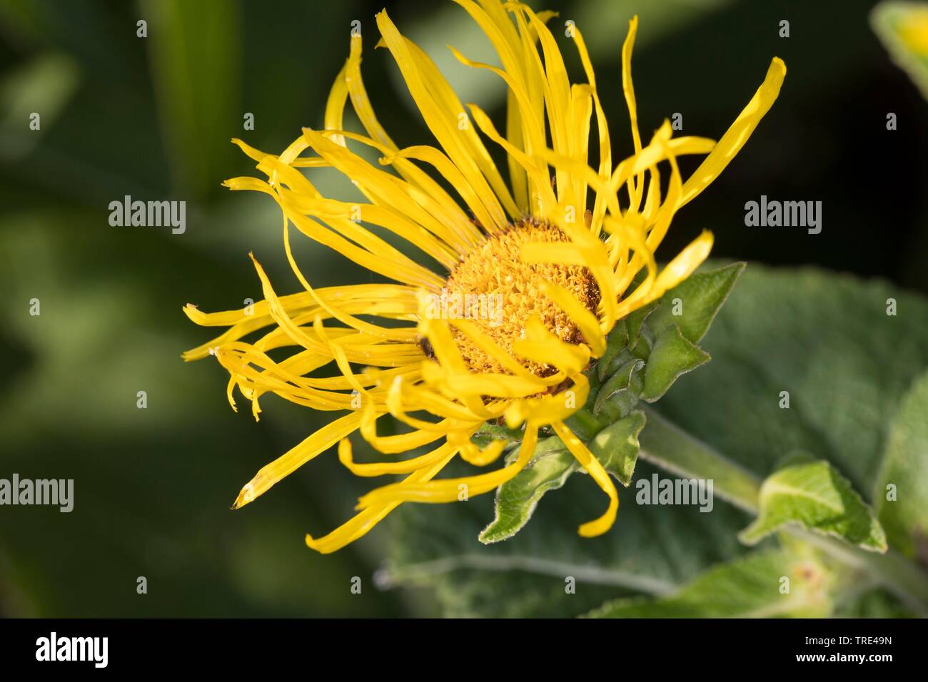 Elecampane Blume (Inula helenium), Blütenstand, Deutschland Stockfoto
