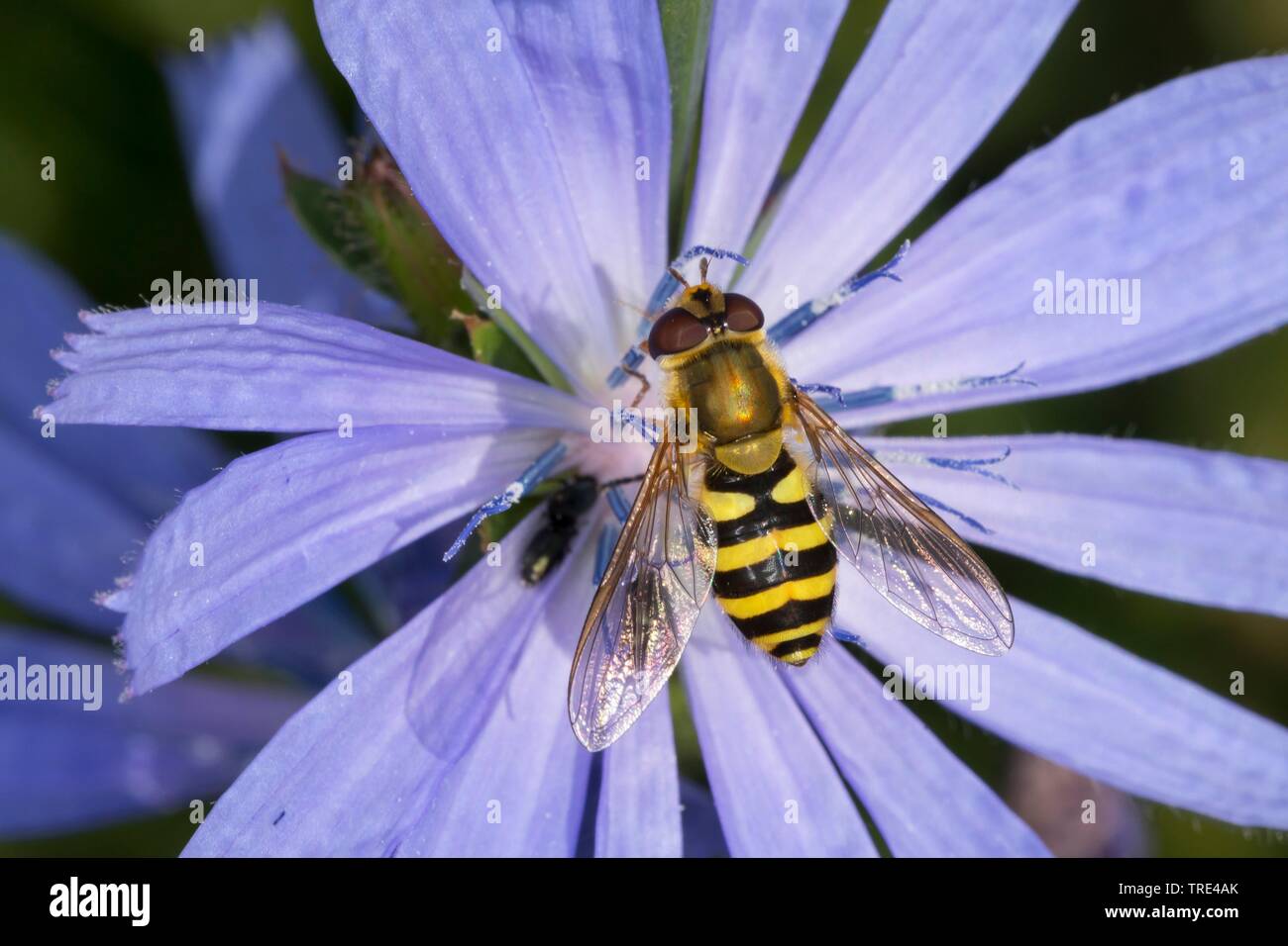 Johannisbeere Schweben, Fliegen, Gemeinsame gebändert Hoverfly (Syrphus spec.), weiblich, Deutschland Stockfoto