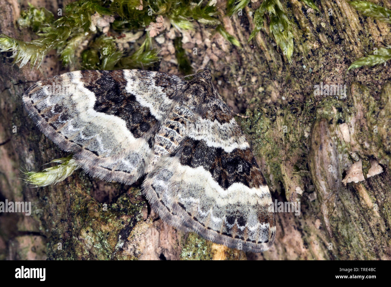 Gemeinsame Teppich, weiß gebändert Zahnriemen Teppich (Epirrhoe alternata), auf moosigen Baum, Deutschland Stockfoto