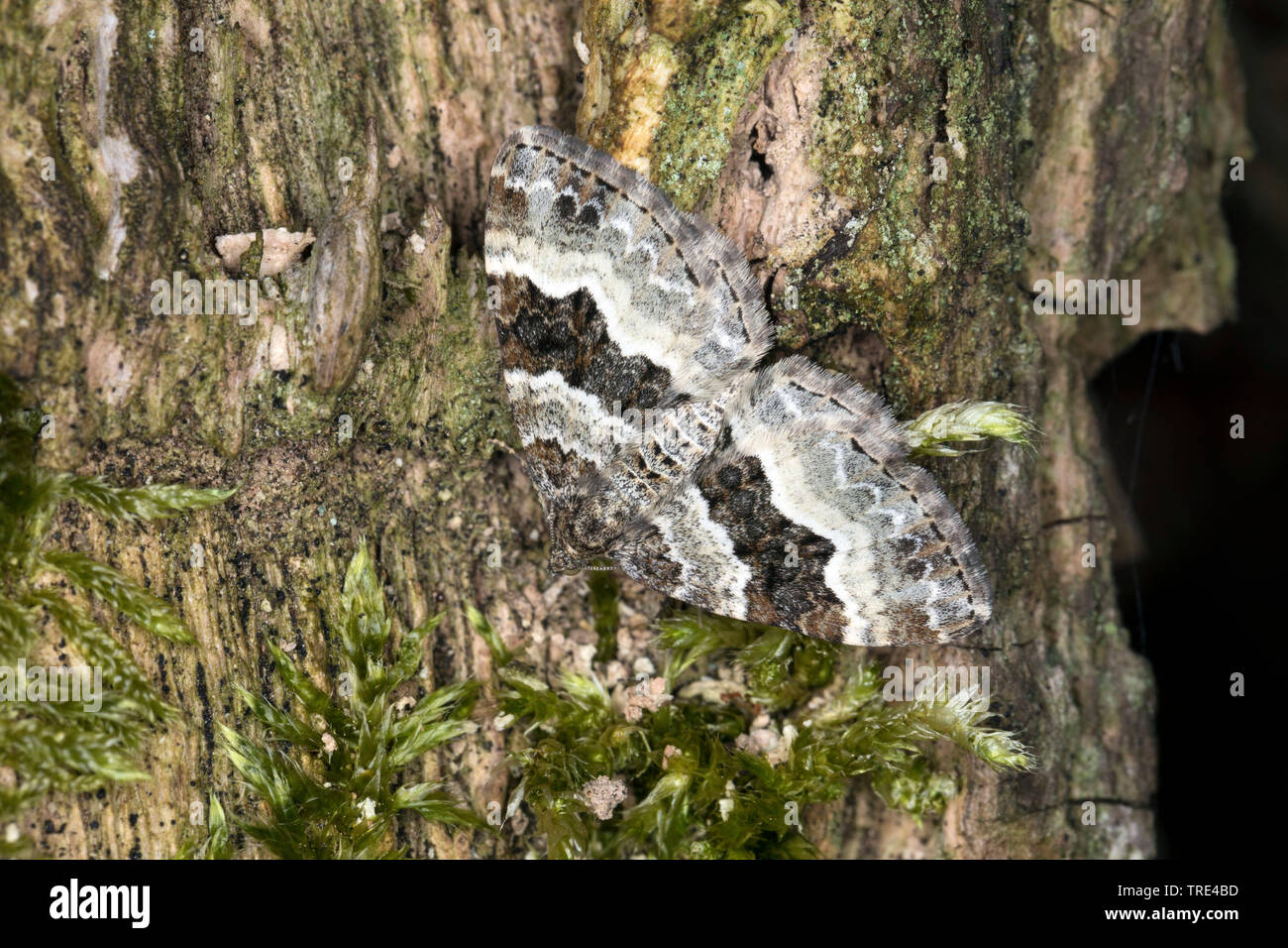 Gemeinsame Teppich, weiß gebändert Zahnriemen Teppich (Epirrhoe alternata), auf moosigen Baum, Deutschland Stockfoto
