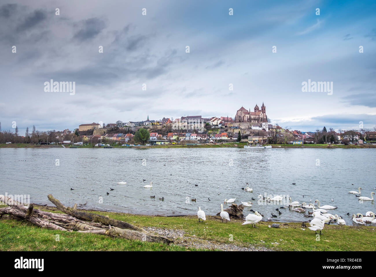 Breisach aus dem französischen Ufer des Rheins, Deutschland, Baden-Wuerttemberg, Breisach gesehen Stockfoto