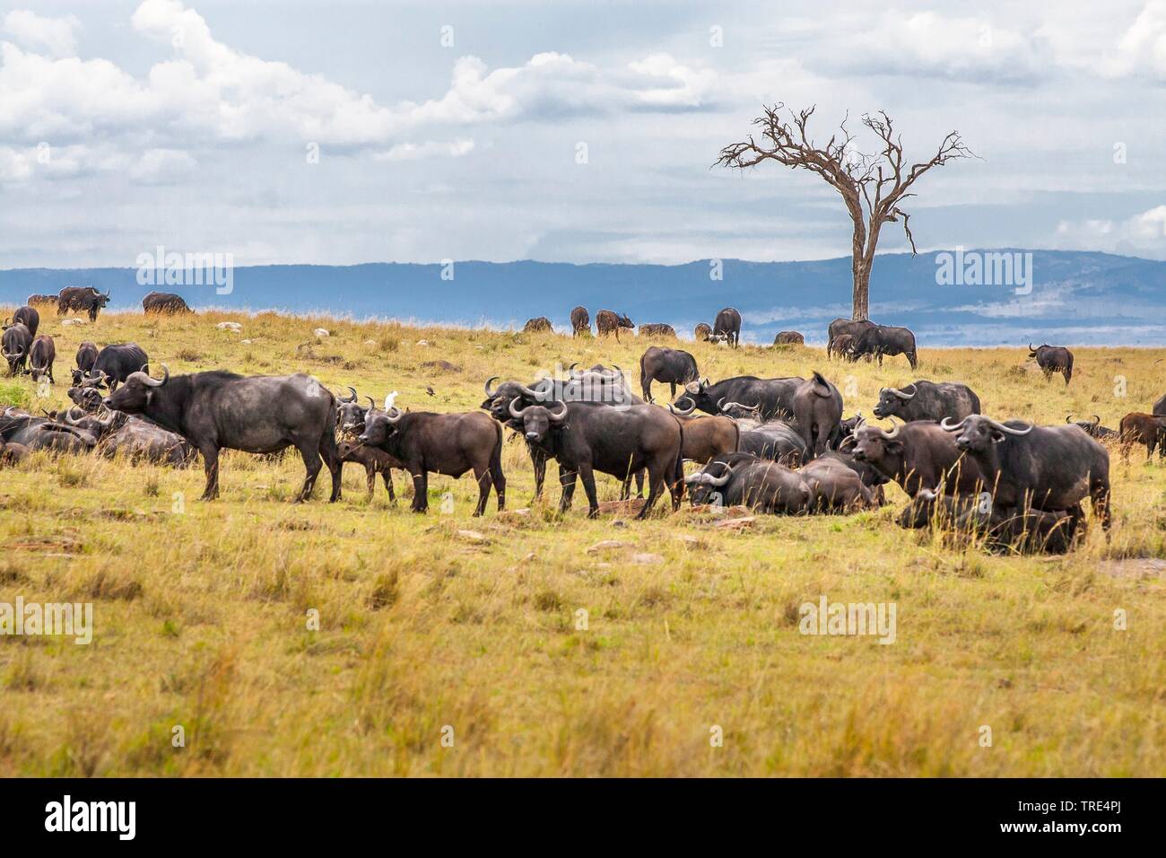 Afrikanischer Büffel (Syncerus Caffer), Herde in der Savanne, Kenia, Masai Mara National Park Stockfoto