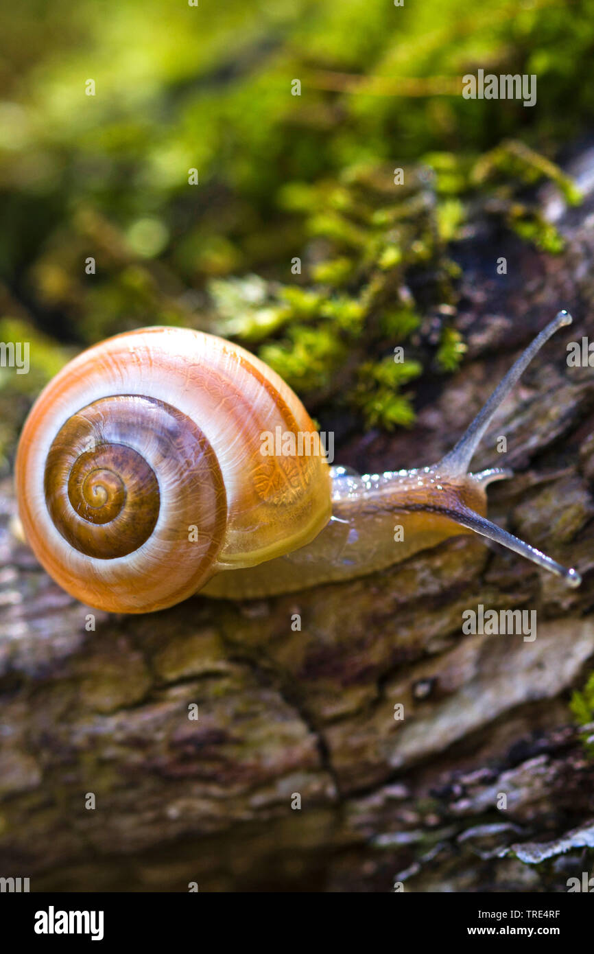 Weiß-Lippe gardensnail, Weiß-lippigen Schnecke, Garten Schnecke, kleinere gebändert Schnecke (Cepaea hortensis), kriecht auf einen Baum Stamm, Deutschland Stockfoto