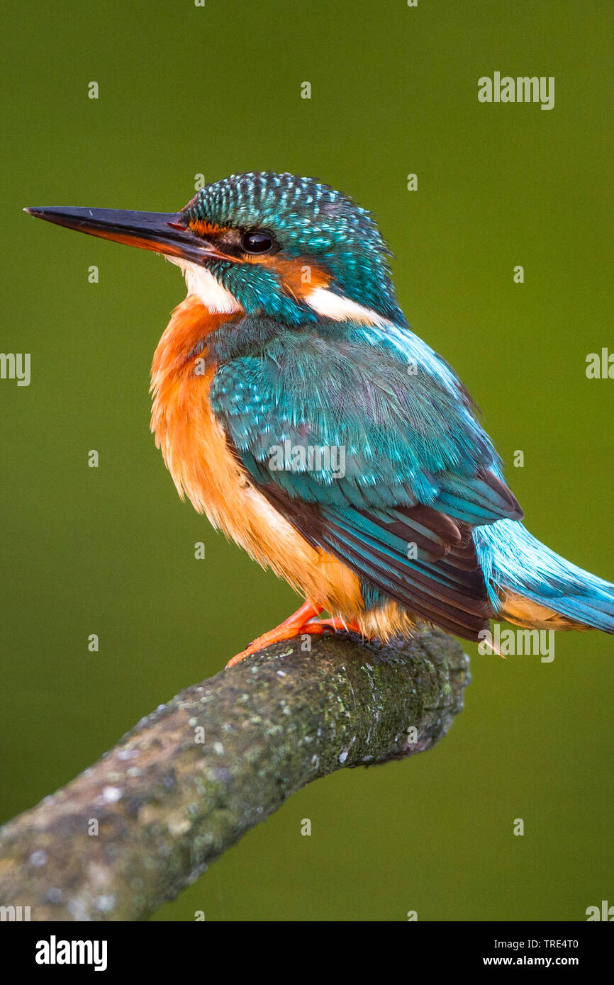 Fluss Eisvogel (Alcedo atthis), weiblich, Deutschland Stockfoto