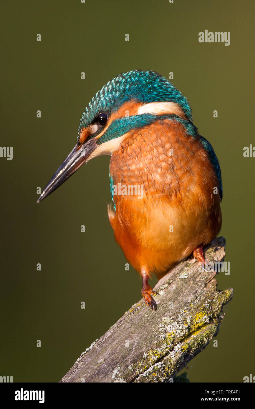 Fluss-Eisvogel (Alcedo Atthis), sitzt auf einem Ast, Deutschland Stockfoto