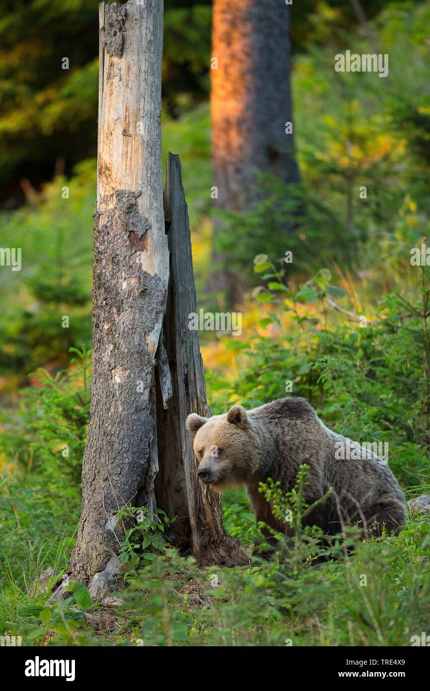 Braunbär (Ursus arctos), im Wald, in der Tschechischen Republik Stockfoto