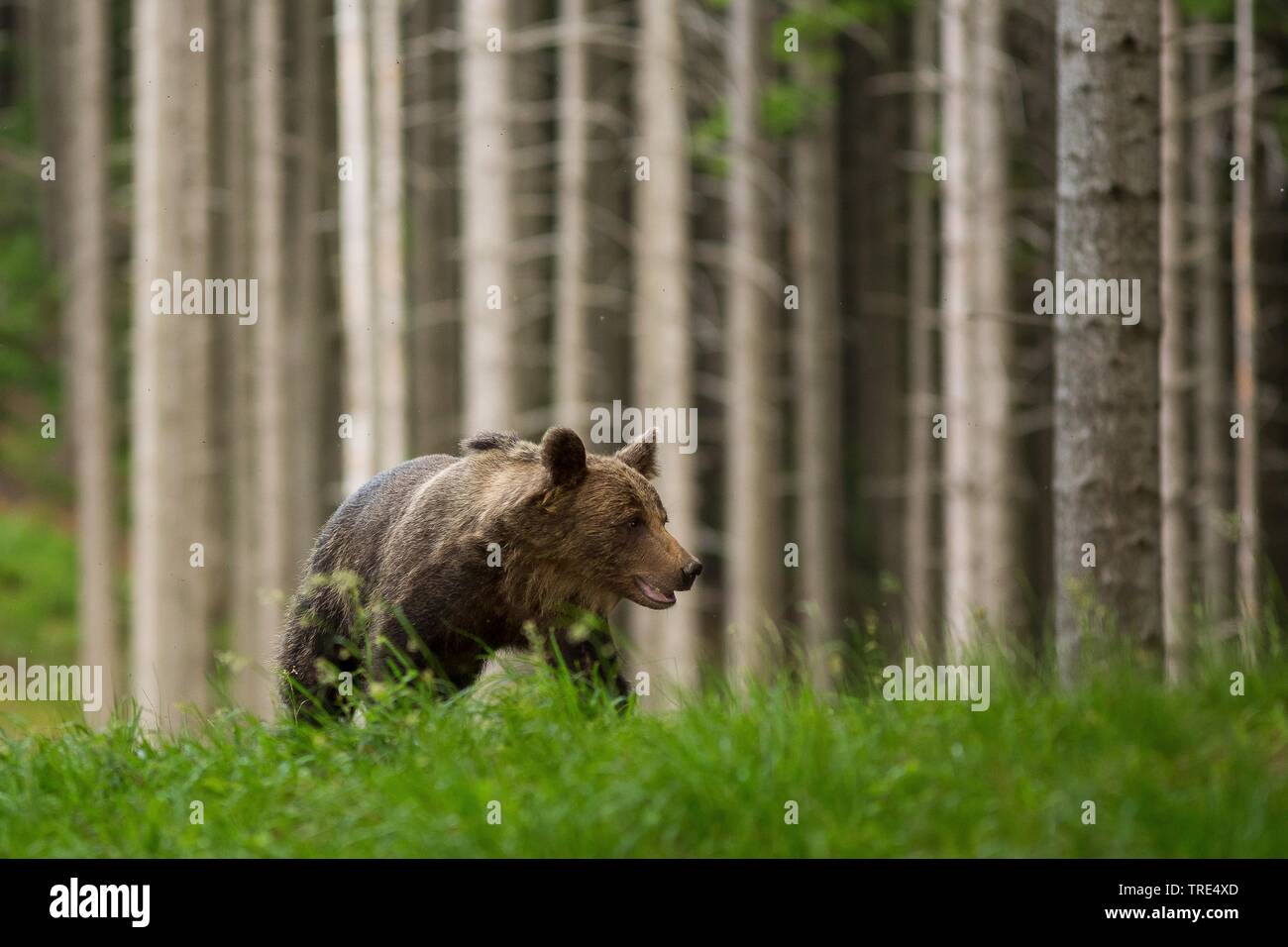 Braunbär (Ursus arctos), im Wald, in der Tschechischen Republik Stockfoto