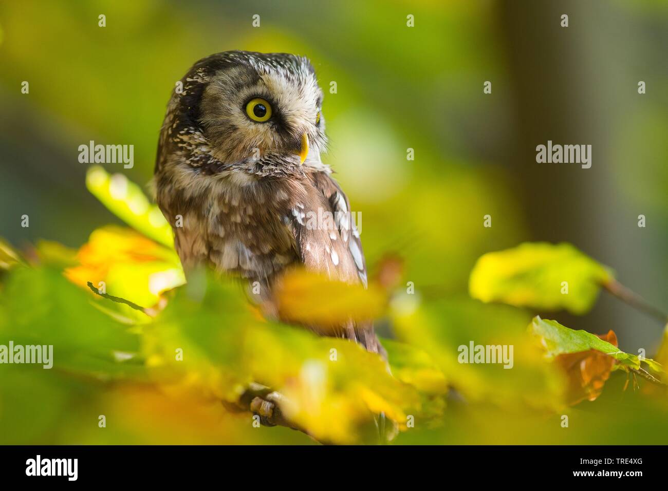 Boreal Eule, Tengmalm's Owl, Richardson's Owl (Aegolius funereus), sitzt auf einem Ast, Tschechische Republik Stockfoto