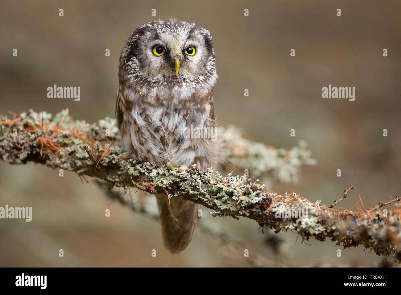 Boreal Eule, Tengmalm's Owl, Richardson's Owl (Aegolius funereus), sitzt auf einem Zweig mit Flechten bedeckt, Tschechische Republik Stockfoto