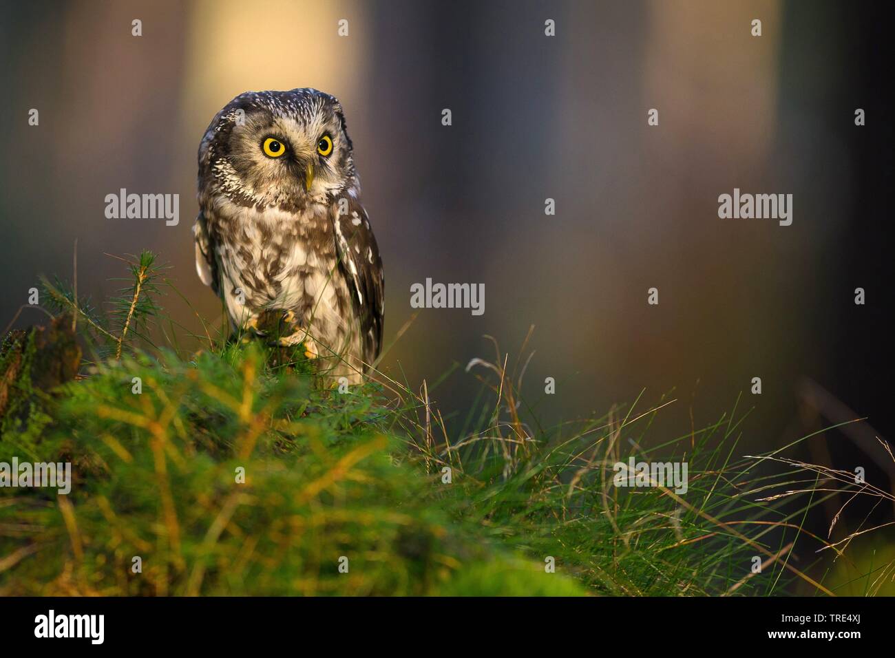 Boreal Eule, Tengmalm's Owl, Richardson's Owl (Aegolius funereus), sitzt auf einer Wiese, Tschechische Republik Stockfoto