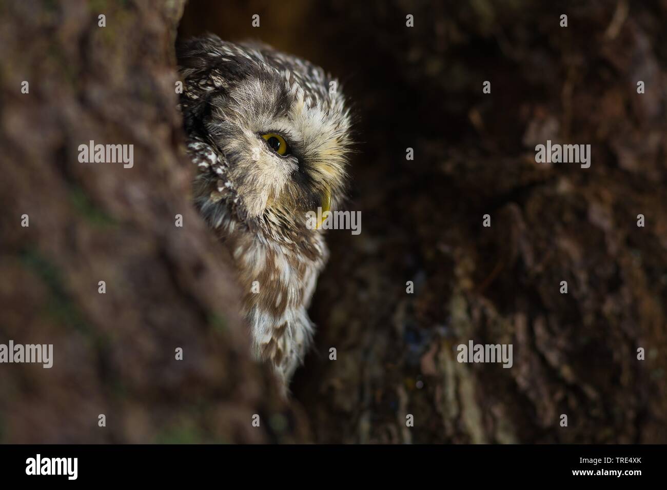 Boreal Eule, Tengmalm's Owl, Richardson's Owl (Aegolius funereus), Porträt, Tschechische Republik Stockfoto