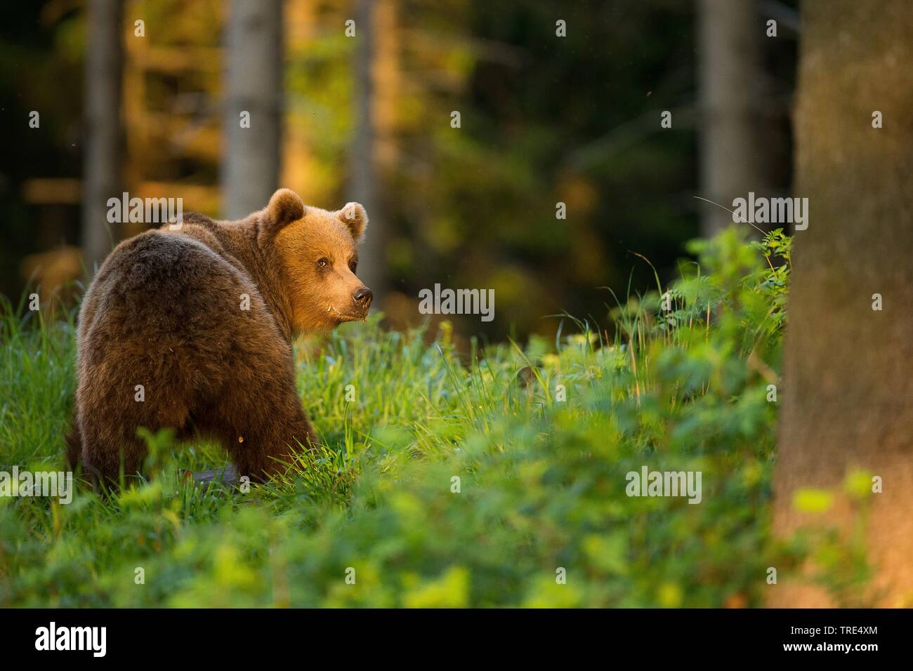 Braunbär (Ursus arctos), blickt zurück, Tschechische Republik Stockfoto