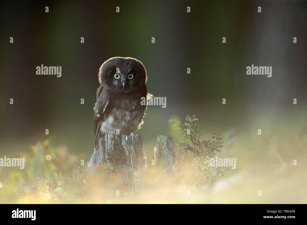 Boreal Eule, Tengmalm's Owl, Richardson's Owl (Aegolius funereus), sitzt auf einem Baum Baumstumpf, Tschechische Republik Stockfoto
