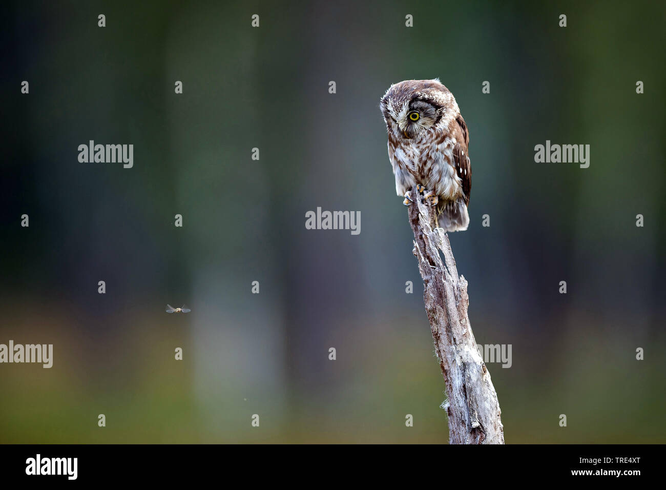 Boreal Eule, Tengmalm's Owl, Richardson's Owl (Aegolius funereus), sitzt auf einem toten Baum, Tschechische Republik Stockfoto