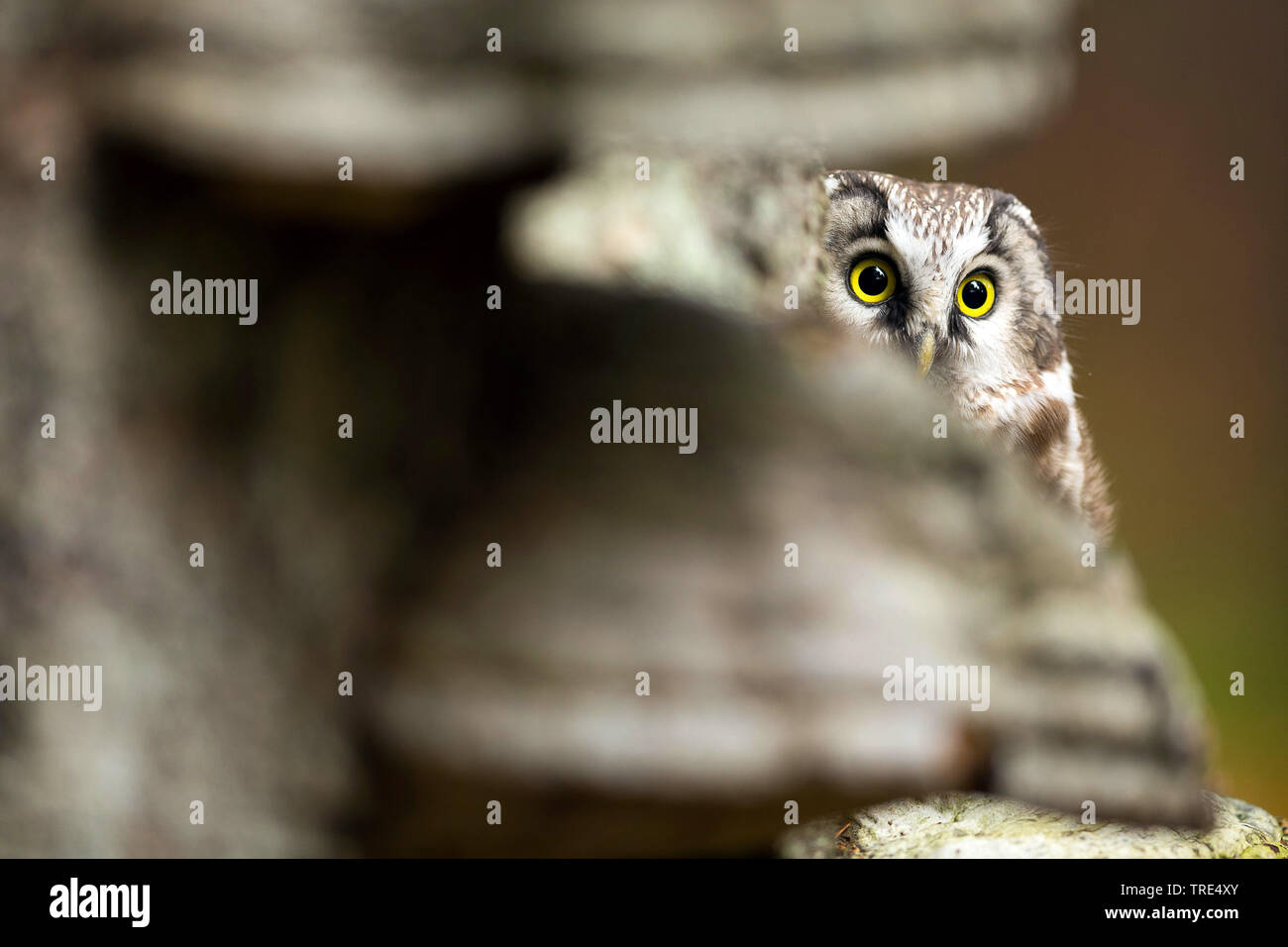 Boreal Eule, Tengmalm's Owl, Richardson's Owl (Aegolius funereus), mit unscharfen Vordergrund, Tschechische Republik Stockfoto