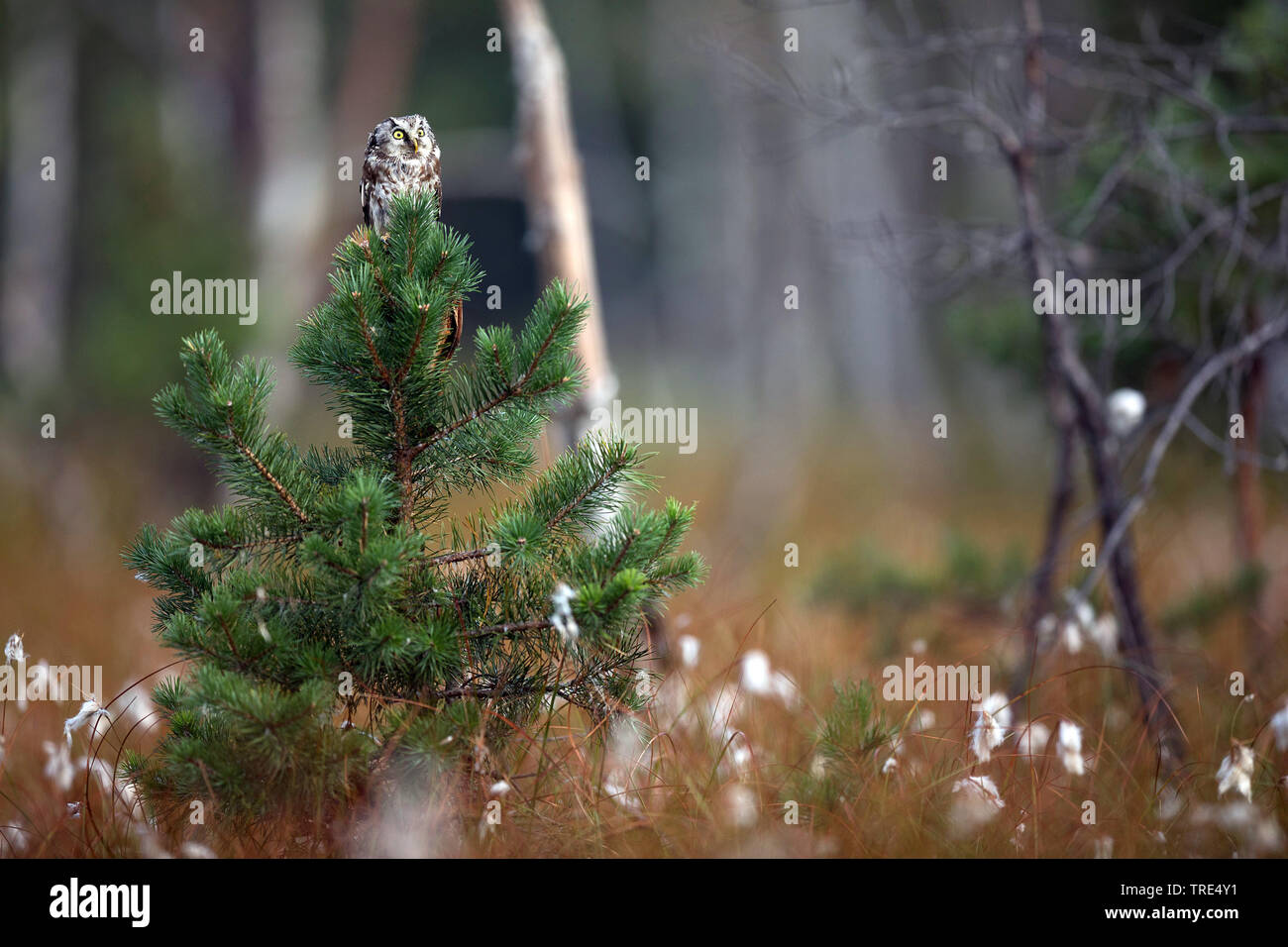 Boreal Eule, Tengmalm's Owl, Richardson's Owl (Aegolius funereus), sitzt auf einem jungen Baum, Tschechische Republik Stockfoto