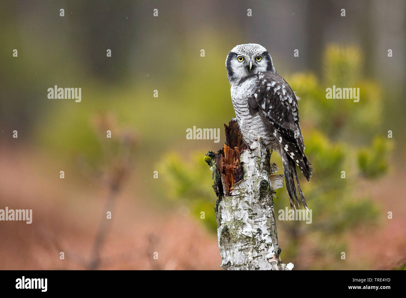 Northern hawk Owl (Surnia Ulula), die auf der Post, Tschechische Republik Stockfoto