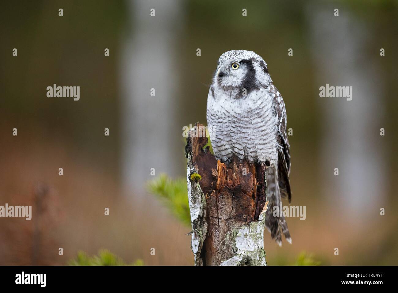 Northern hawk Owl (Surnia Ulula), die auf der Post, Tschechische Republik Stockfoto
