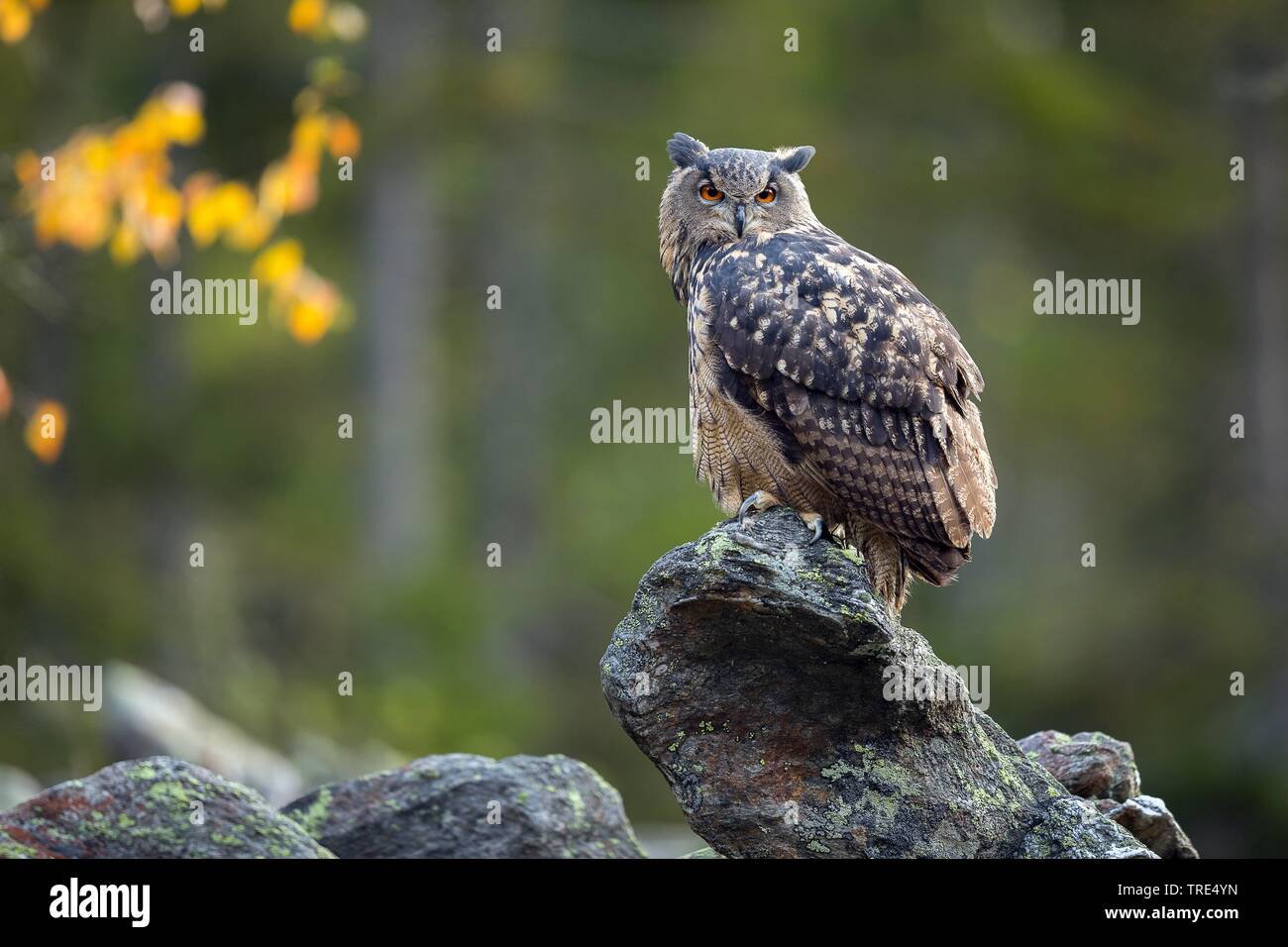 Northern Uhu (Bubo bubo), hocken auf einem Felsen, Tschechische Republik Stockfoto