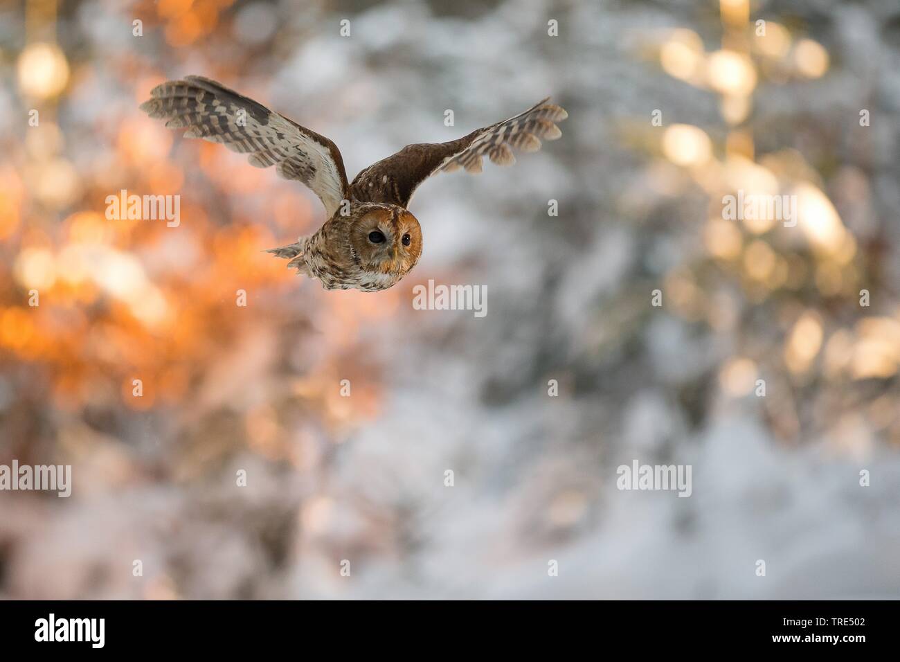 Eurasischen Waldkauz (Strix aluco), im Flug im Winter, Tschechische Republik Stockfoto