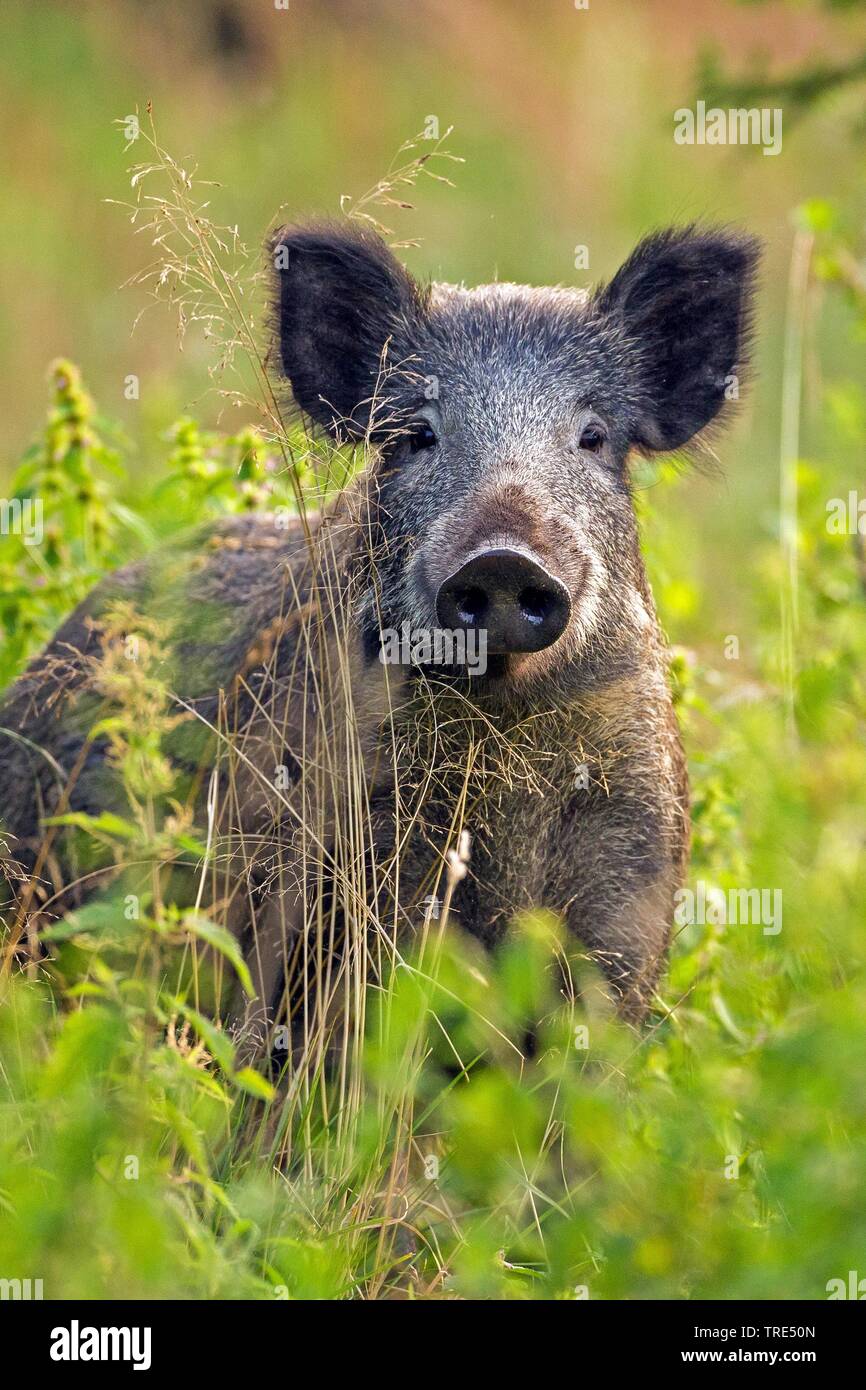Wilde Eber, Schwein, Wildschwein (Sus scrofa), im hohen Gras, Deutschland Stockfoto