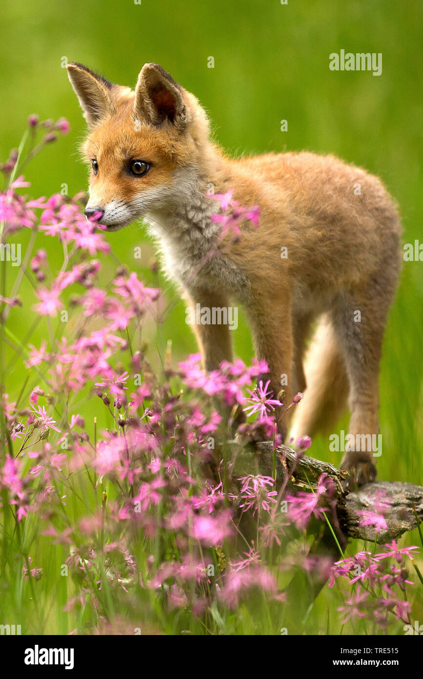 Red Fox (Vulpes vulpes), Fox Cub schnüffeln an rosa Blüten, Tschechische Republik Stockfoto