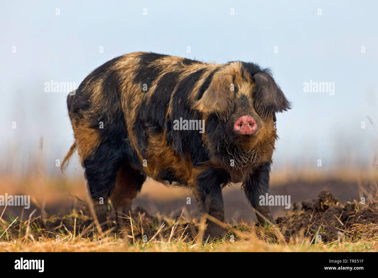 Mangalica, Mangalitsa, Mangalitza, Wooly Schwein (Sus scrofa f. domestica), Unagrian Rasse, Ungarn Stockfoto