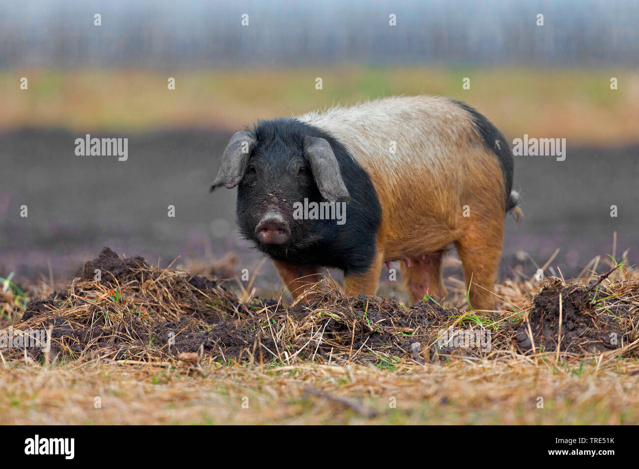 Mangalica, Mangalitsa, Mangalitza, Wooly Schwein (Sus scrofa f. domestica), Unagrian Rasse, Ungarn Stockfoto