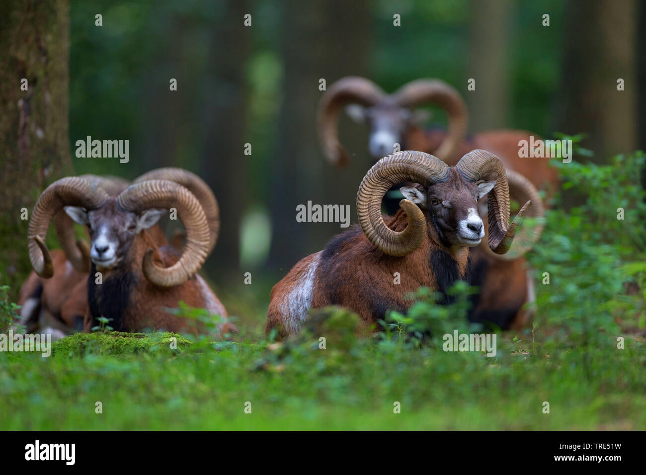 Mufflon (Ovis musimon, Ovis gmelini musimon, Ovis orientalis Musimon), Gruppe im Wald, Deutschland, Bayern Stockfoto