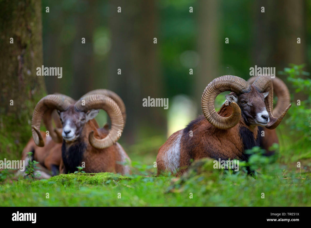 Mufflon (Ovis musimon, Ovis gmelini musimon, Ovis orientalis Musimon), Gruppe im Wald, Deutschland, Bayern Stockfoto