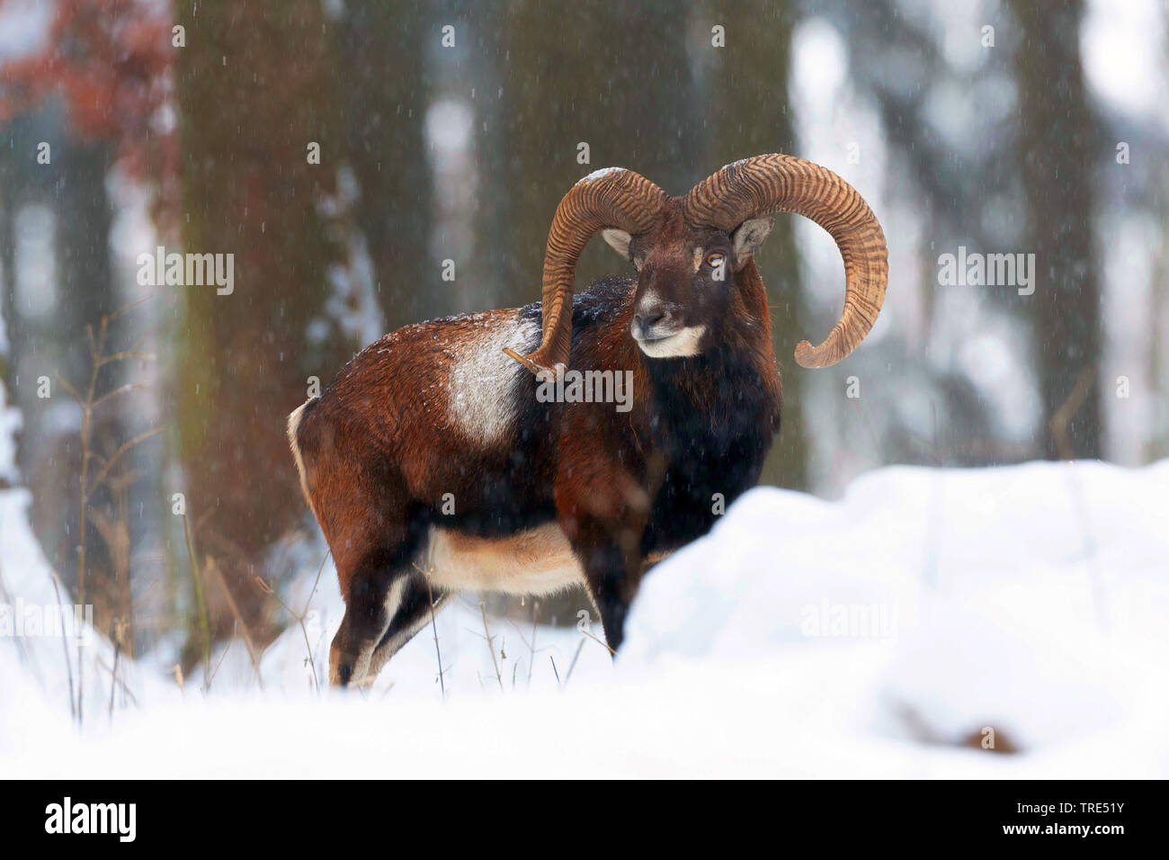 Mufflon (Ovis musimon, Ovis gmelini musimon, Ovis orientalis Musimon), im Schnee, Deutschland, Bayern Stockfoto