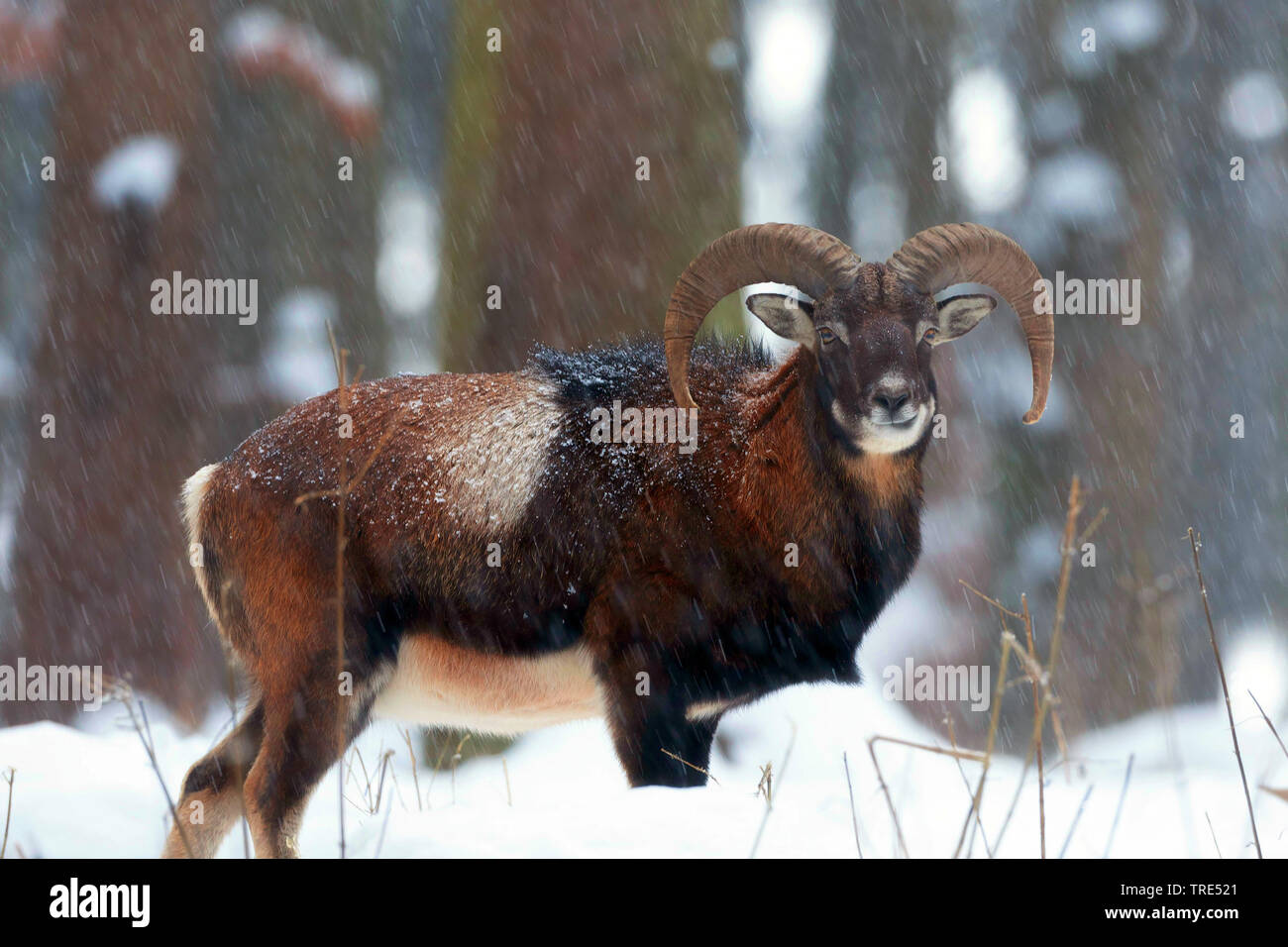 Mufflon (Ovis musimon, Ovis gmelini musimon, Ovis orientalis Musimon), im Schnee, Deutschland, Bayern Stockfoto