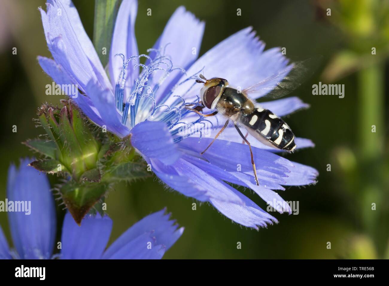 Kohl gegen Blattläuse fliegen (Scaeva pyrastri Schweben), weiblich, Deutschland Stockfoto