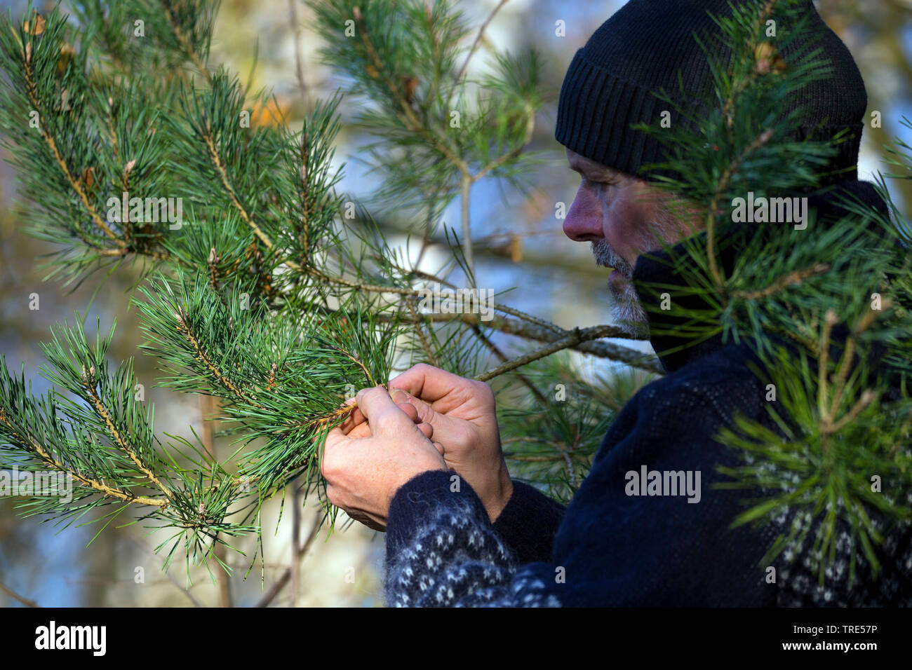 Schottische Kiefer, Kiefer (Pinus sylvestris), Sammeln von Kiefer Knospen und Nadeln für rauchend, Deutschland, 1. Stockfoto
